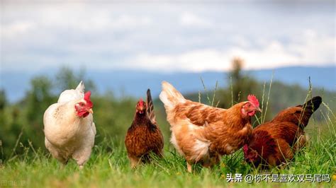 為什麼雞會叫|為什麼雞早上會叫，為什麼雞早上要叫呢？